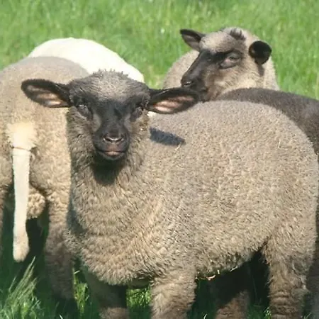 Vakantieboerderij Lesna Polanka